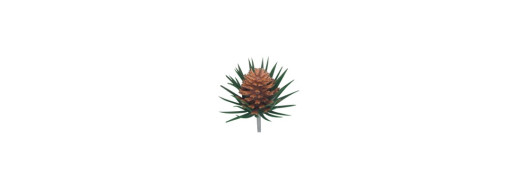Pommes de pins