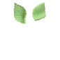 Feuilles vertes en pâte d'amande