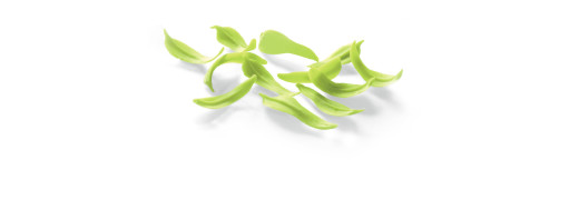 feuilles en chocolat