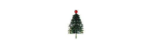 Sapin majestueux