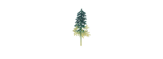 Sapin bicolore vert