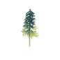 Sapin bicolore vert