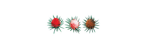 Pomme de pain colorée