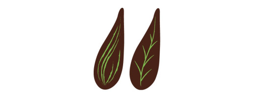 feuilles chocolat